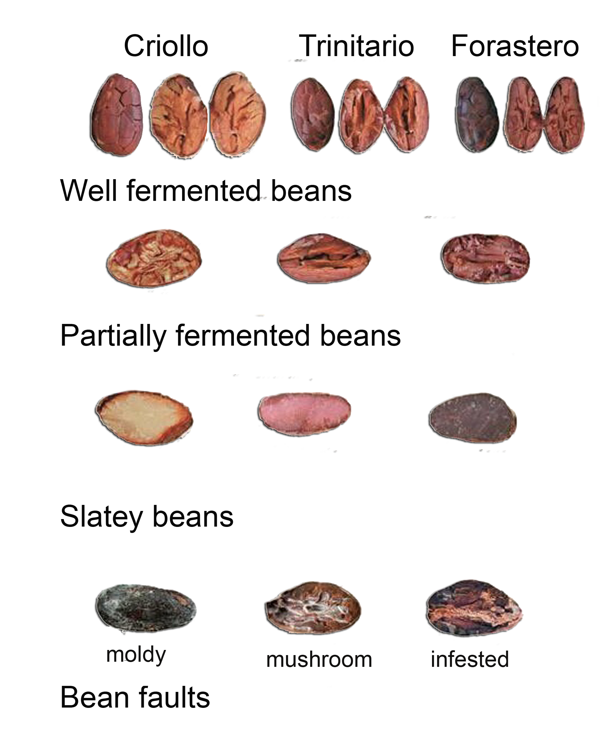 Cocoa Cut Test